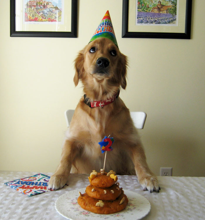 fiestas-cumpleanos-animales (3)