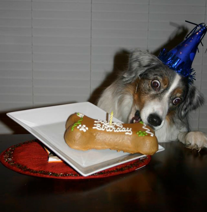 fiestas-cumpleanos-animales (7)