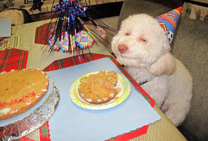 20 Animales celebrando su cumpleaños mejor que tú