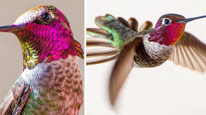Esta usuaria de Instagram capta la diminuta belleza de los colibríes