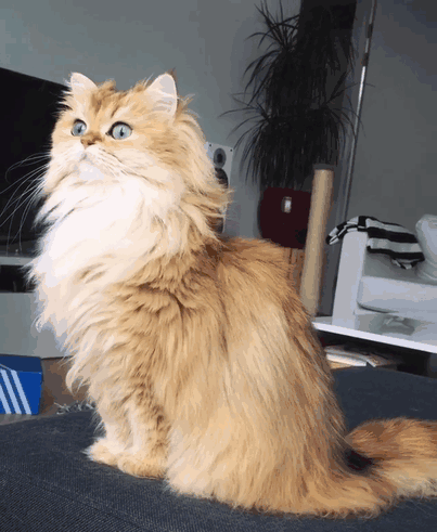 gato-britanico-pelo-largo-smoothie-instagram (1)