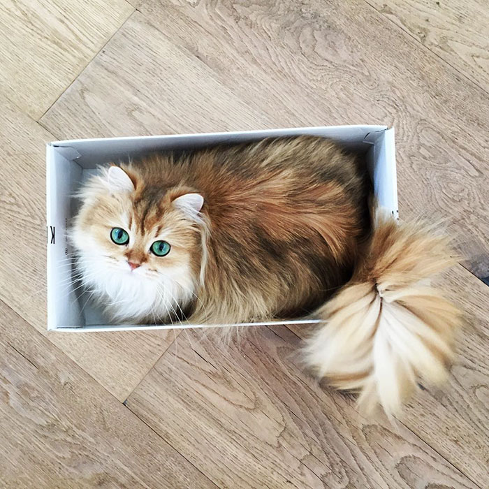 gato-britanico-pelo-largo-smoothie-instagram (1)