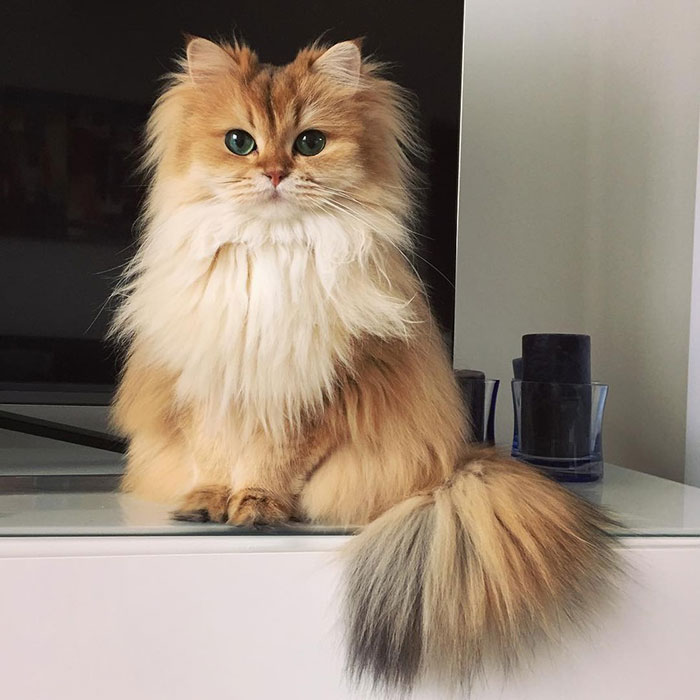 gato-britanico-pelo-largo-smoothie-instagram (2)