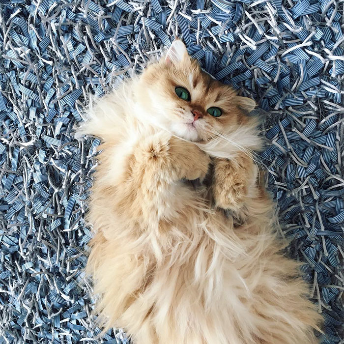 gato-britanico-pelo-largo-smoothie-instagram (3)