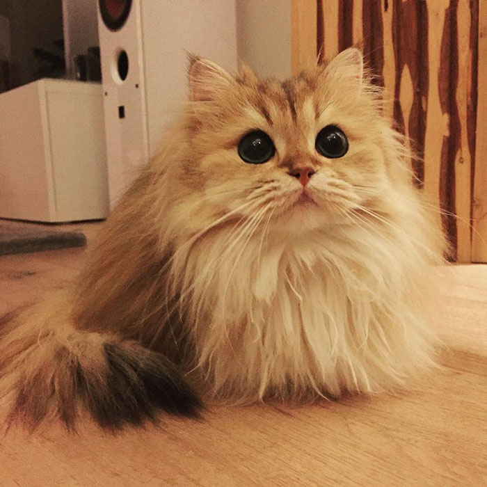 gato-britanico-pelo-largo-smoothie-instagram (5)