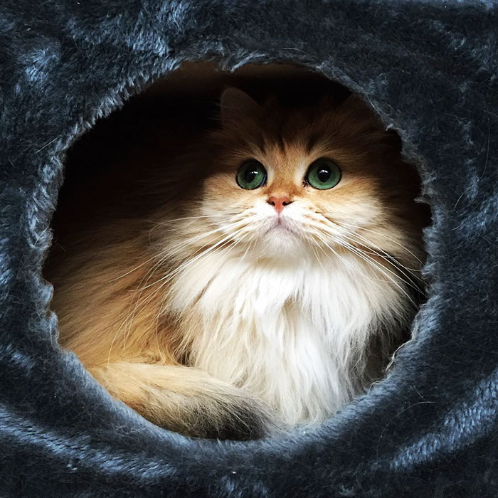 gato-britanico-pelo-largo-smoothie-instagram (6)