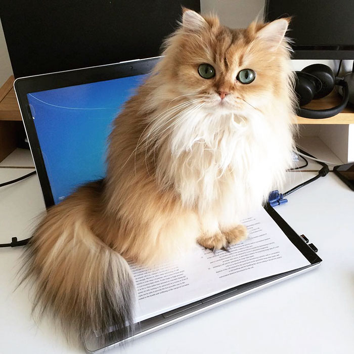 gato-britanico-pelo-largo-smoothie-instagram (7)