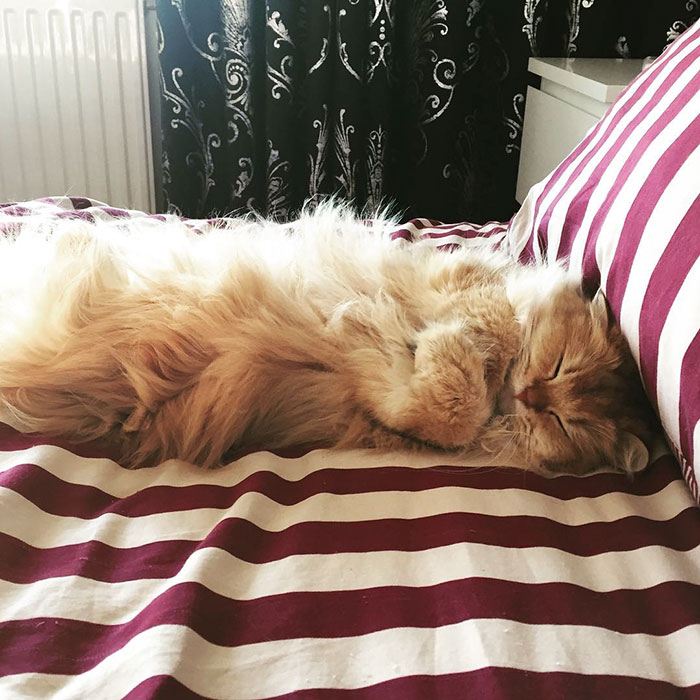 gato-britanico-pelo-largo-smoothie-instagram (8)