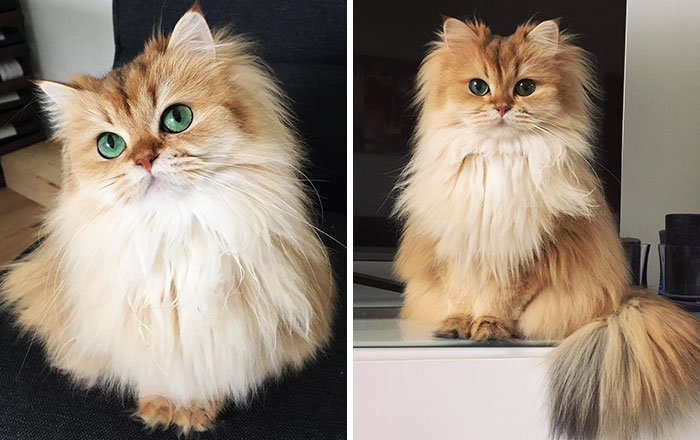 Este es Smoothie, el gato más fotogénico del mundo