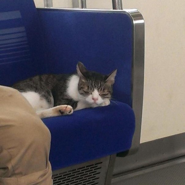 gato-usuario-metro-tokyo (1)