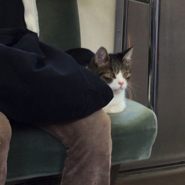 gato-usuario-metro-tokyo (2)