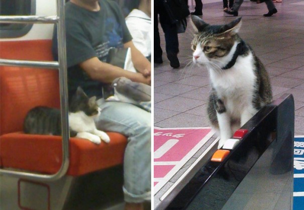 gato-usuario-metro-tokyo (3)