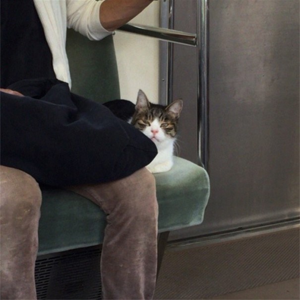gato-usuario-metro-tokyo (4)
