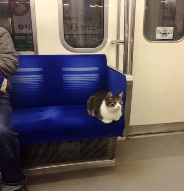 gato-usuario-metro-tokyo (5)