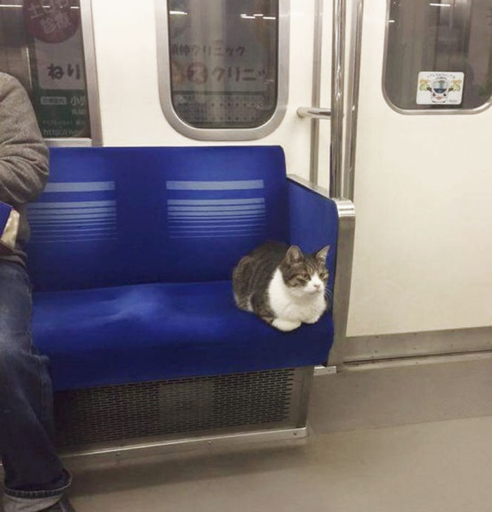 Este gato coge el metro en Tokyo regularmente él solito