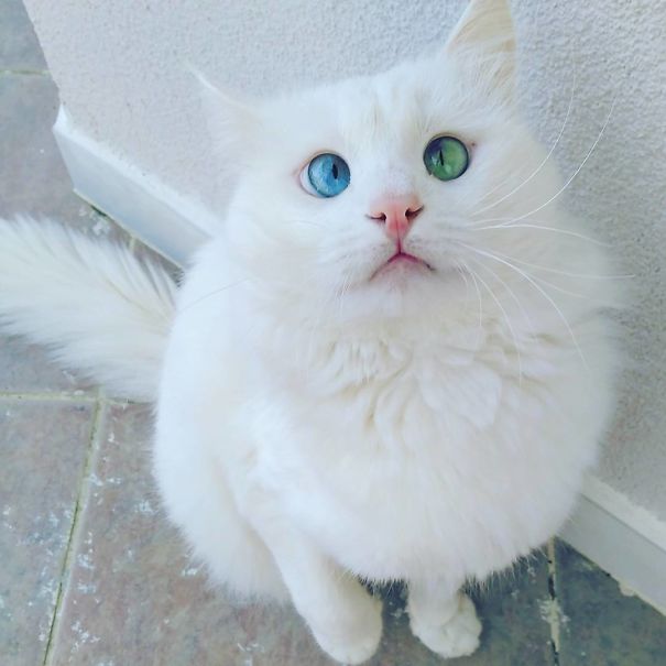 gatos-ojos-bizcos (10)