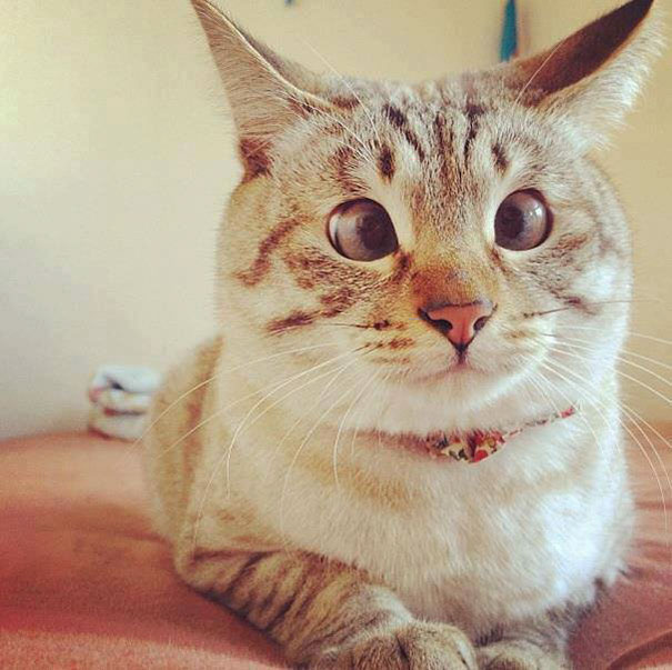gatos-ojos-bizcos (4)