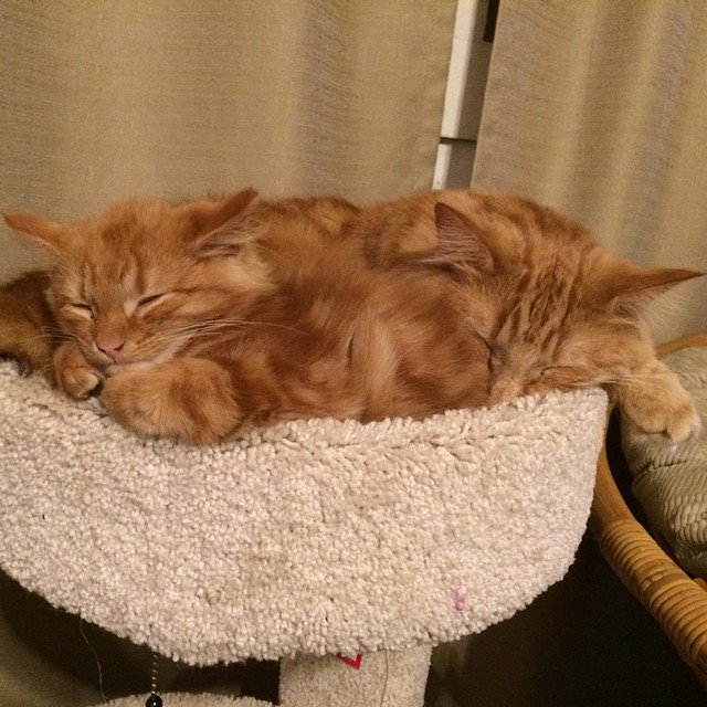 gatos-pelirrojos-miniyo-minnie-evin (1)