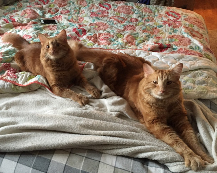 gatos-pelirrojos-miniyo-minnie-evin (12)