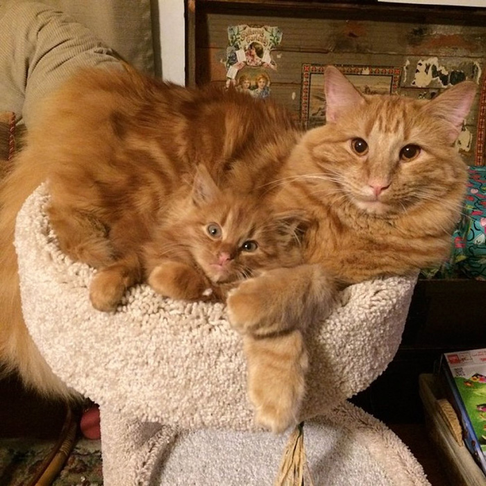 gatos-pelirrojos-miniyo-minnie-evin (14)