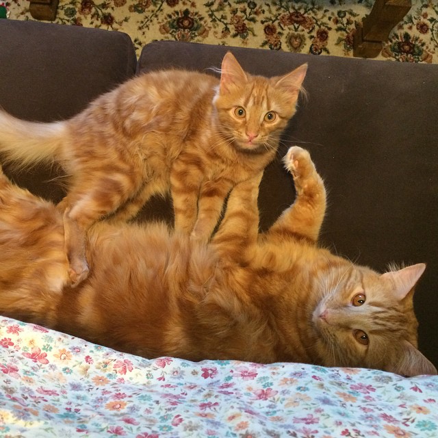 gatos-pelirrojos-miniyo-minnie-evin (18)