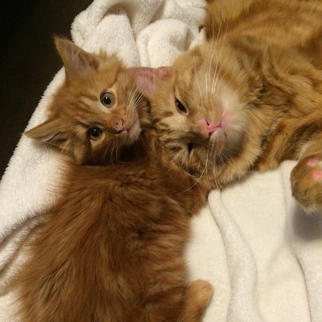 gatos-pelirrojos-miniyo-minnie-evin (2)