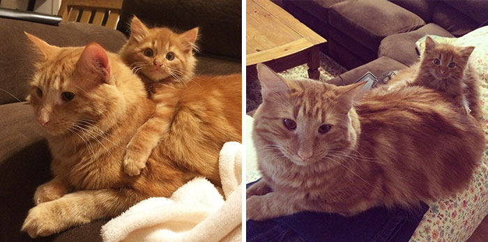 Este gato encontró su miniyo y decidió adoptarlo y criarlo