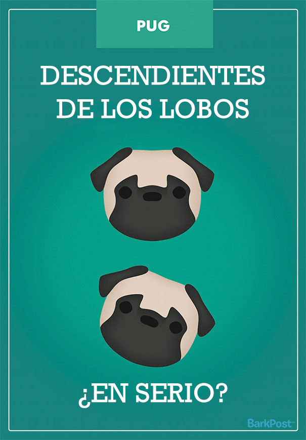 ilustraciones-eslogan-razas-perros-1