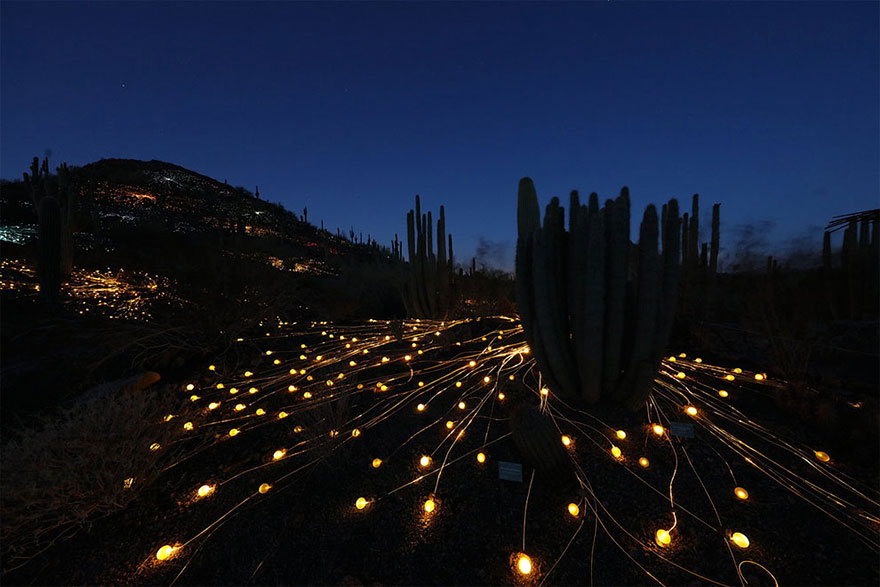 instalacion-luminica-campo-luz-bruce-munro-uluru (7)