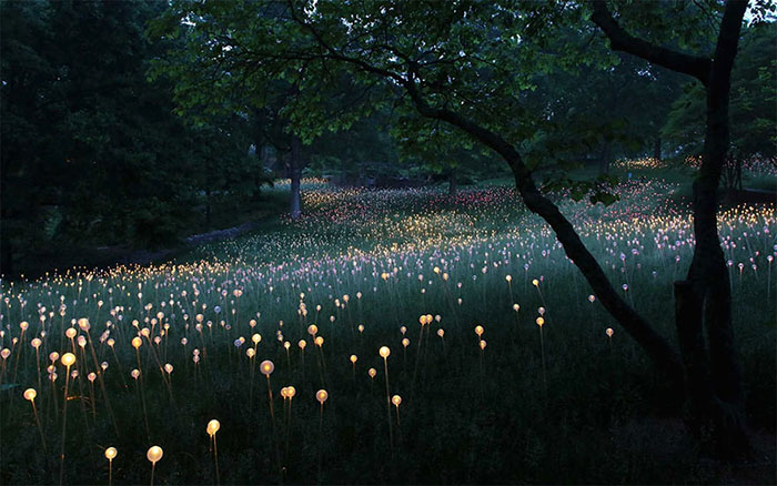 Campo de Luz: Este artista usa 50000 luces para convertir el desierto en un cuento de hadas