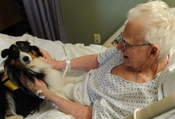 mascotas-visita-pacientes-enfermos-hospital-juravinski-canada (6)