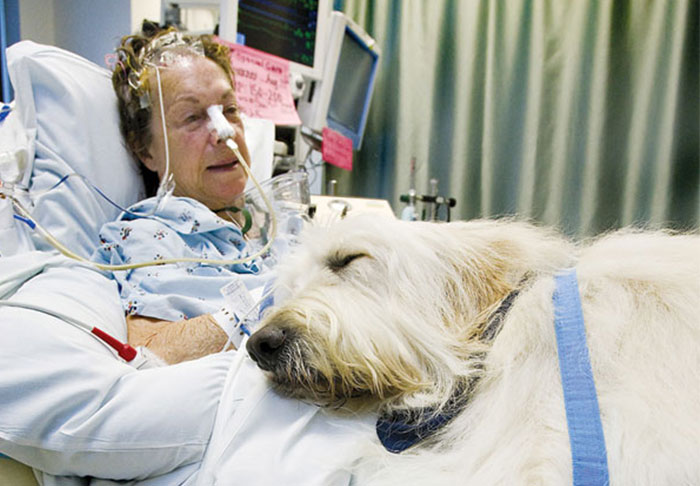 Este hospital permite que las mascotas visiten a sus humanos enfermos para que se sientan mejor