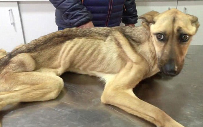 Este perro famélico que no podía ni sostenerse se transformó de forma increíble