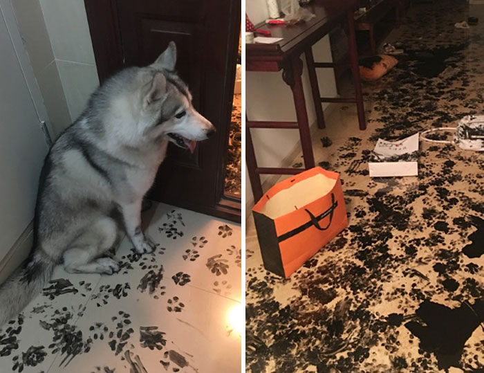 Este husky se quedó 3 horas solo en casa y redecoró todo el interior