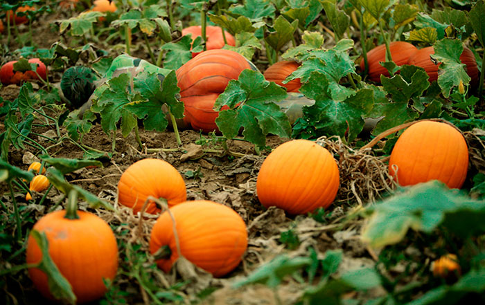 pintura-corporal-camuflaje-proyecto-metamorfosis (1) pintura-corporal-camuflaje-proyecto-metamorfosis (1)