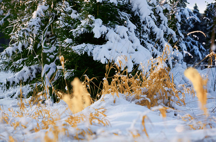 pintura-corporal-camuflaje-proyecto-metamorfosis (12) pintura-corporal-camuflaje-proyecto-metamorfosis (12)