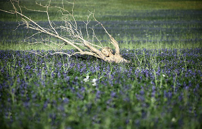 pintura-corporal-camuflaje-proyecto-metamorfosis (5) pintura-corporal-camuflaje-proyecto-metamorfosis (5)