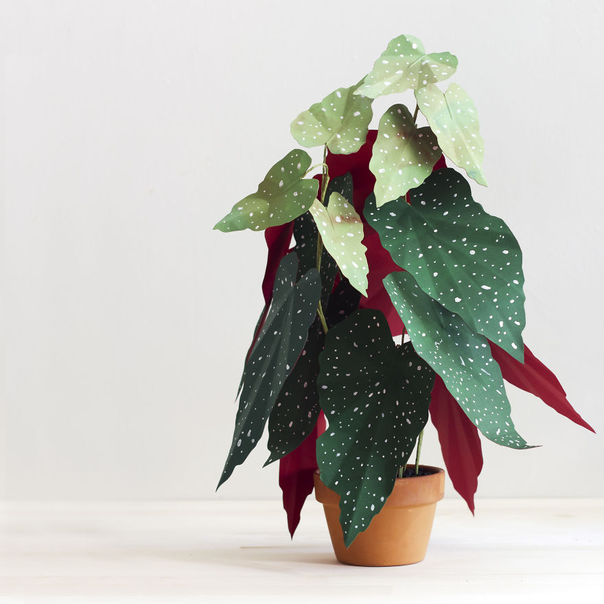 plantas-papel-corrie-beth-hogg (1)