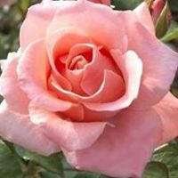 rosice avatar