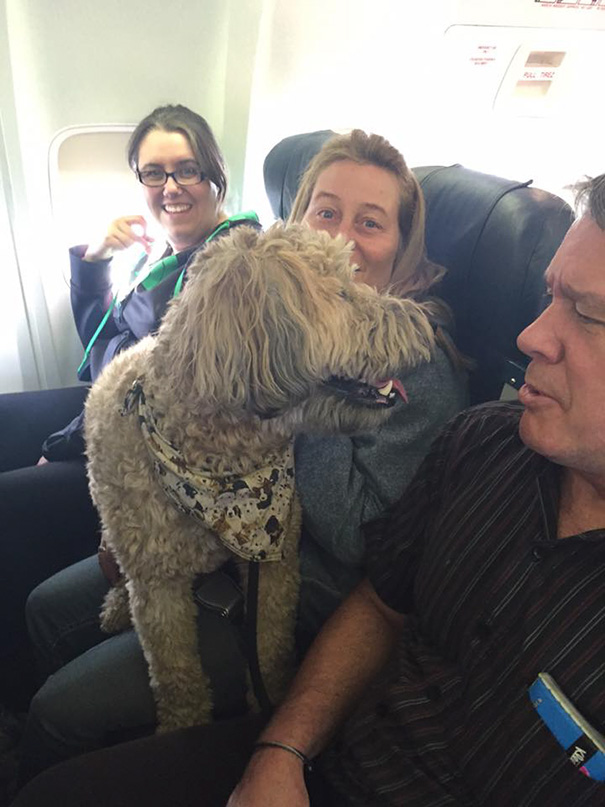 aerolineas-permiso-mascotas-cabina-evacuacion-incendios-canada (1)