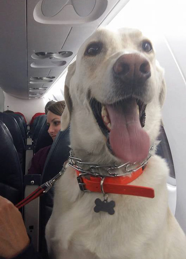 aerolineas-permiso-mascotas-cabina-evacuacion-incendios-canada (4)