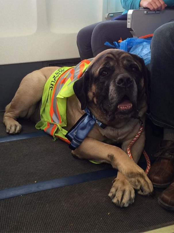 aerolineas-permiso-mascotas-cabina-evacuacion-incendios-canada (5)