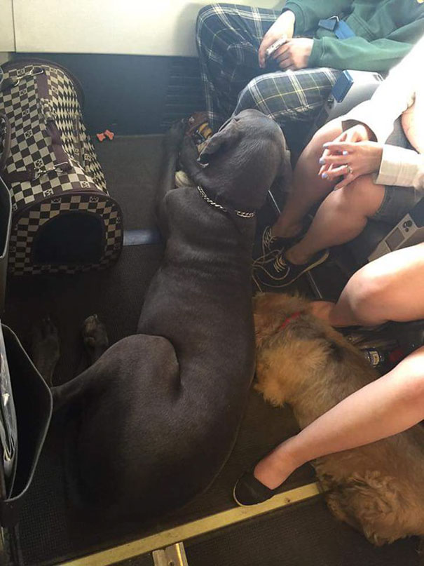 aerolineas-permiso-mascotas-cabina-evacuacion-incendios-canada (6)