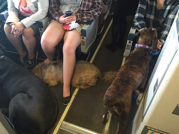 aerolineas-permiso-mascotas-cabina-evacuacion-incendios-canada (9)