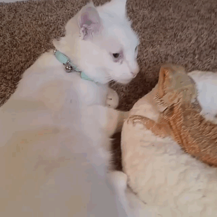amistad-animal-dragon-barbudo-charles-gato-baby (1)