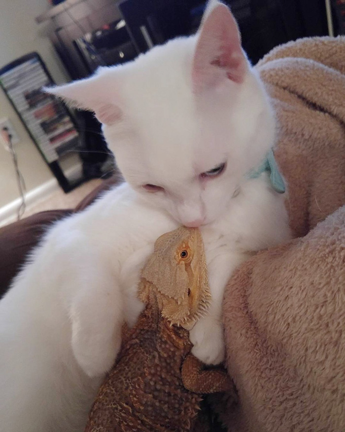 amistad-animal-dragon-barbudo-charles-gato-baby (1)