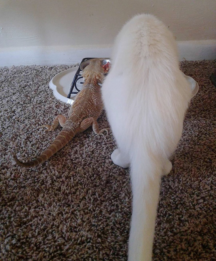 amistad-animal-dragon-barbudo-charles-gato-baby (2)