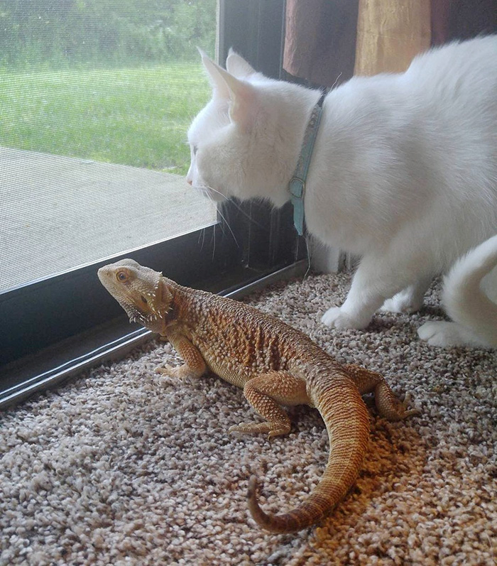 amistad-animal-dragon-barbudo-charles-gato-baby (3)