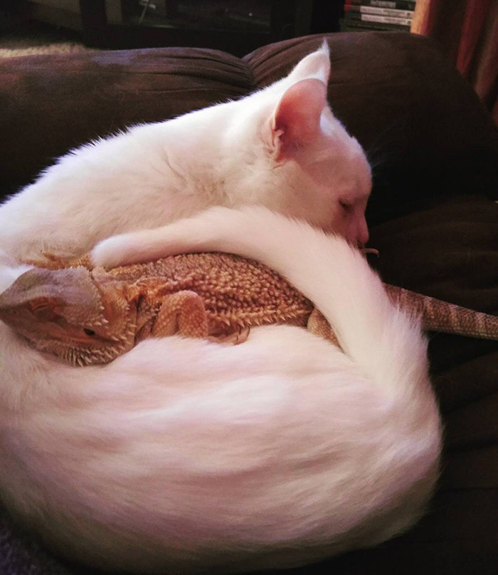amistad-animal-dragon-barbudo-charles-gato-baby (4)