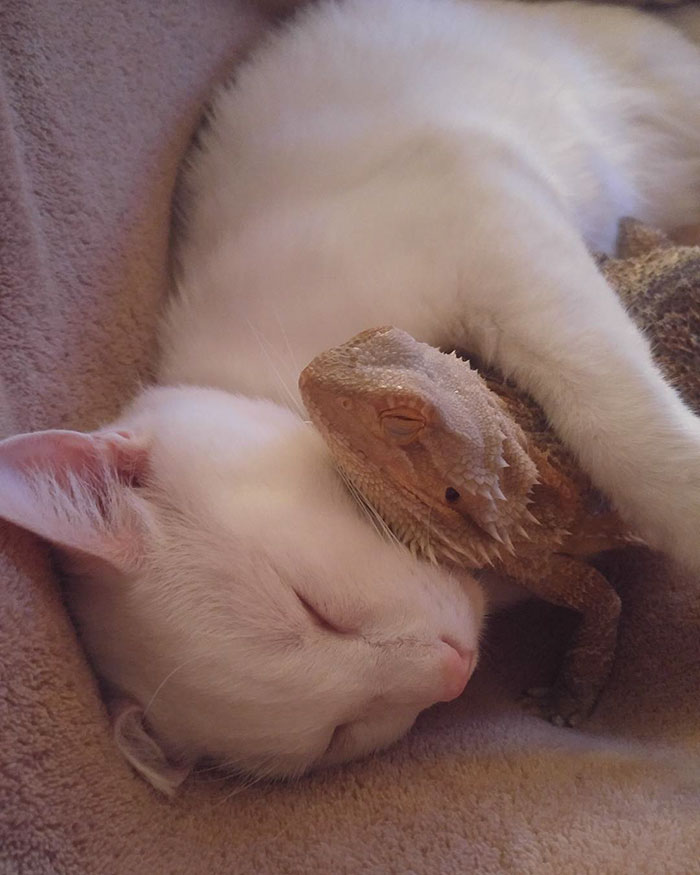 amistad-animal-dragon-barbudo-charles-gato-baby (5)
